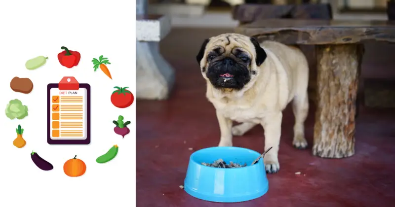 Can Pugs Eat Blackberries 