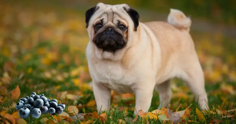 Can Pugs Eat Blueberries?