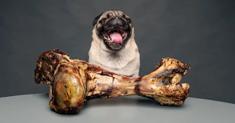 Can Pugs Eat Bones