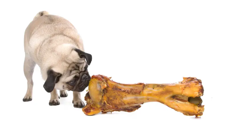 Can Pugs Eat Bones?