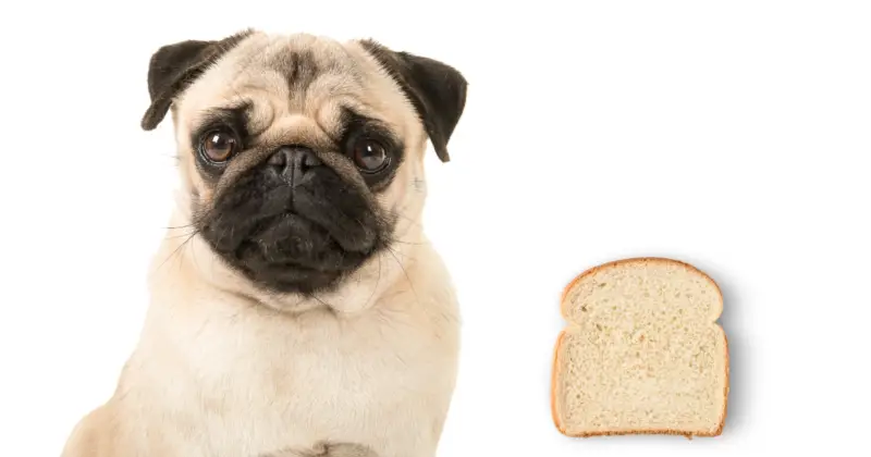 Can Pugs Eat Bread
