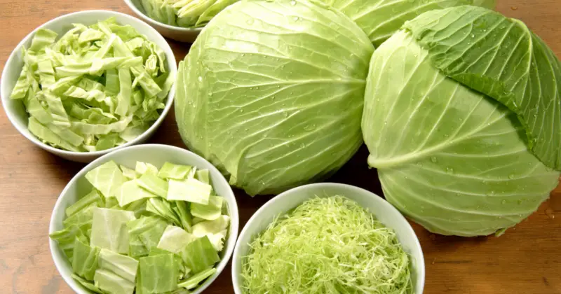 Can Pugs Eat Cabbage: Cabbage