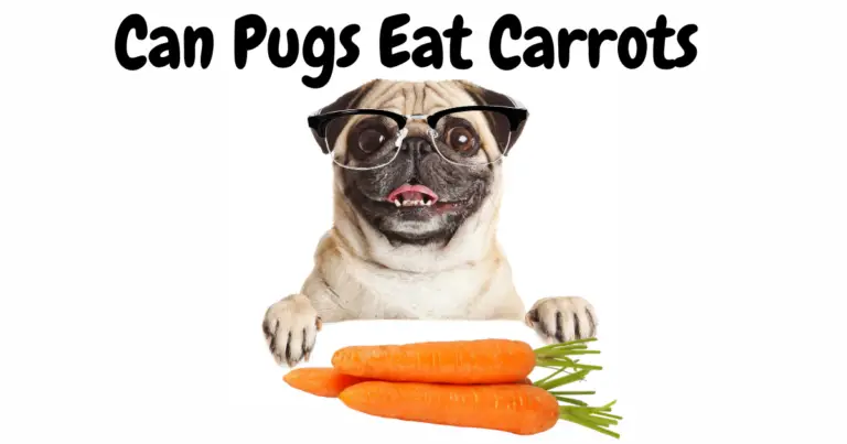 Can Pugs Eat Carrots? A Nutritional Guide for Owners