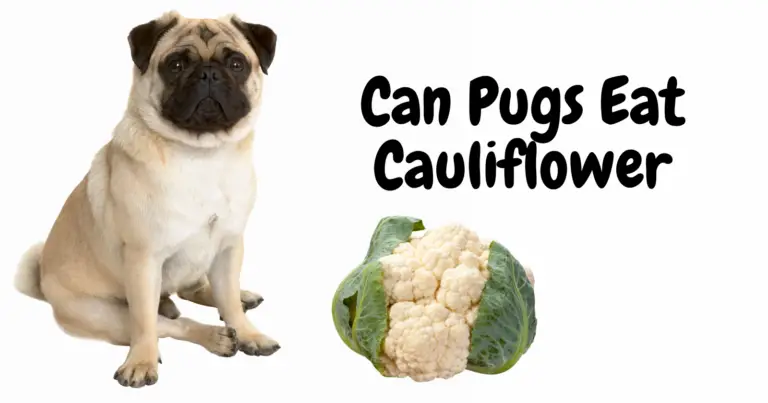 Can Pugs Eat Cauliflower? A Nutritional Guide for Pug Owners
