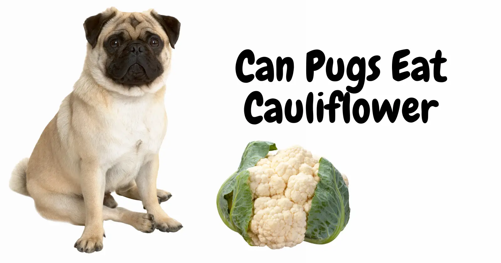 Can Pugs Eat Cauliflower