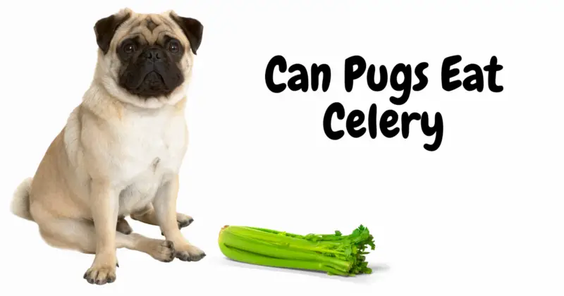 Can Pugs Eat Celery
