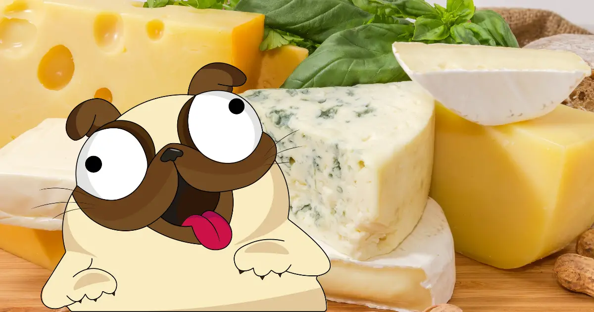 Can Pugs Eat Cheese