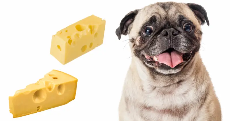 Pug and cheese