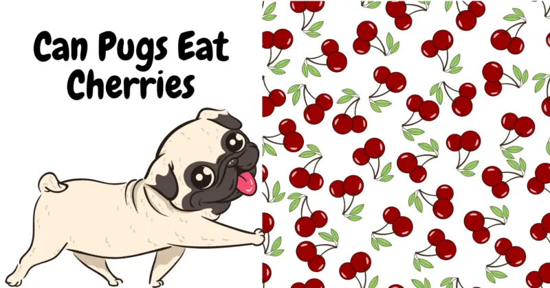 Can Pugs Eat Cherries