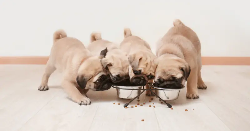 pugs eating