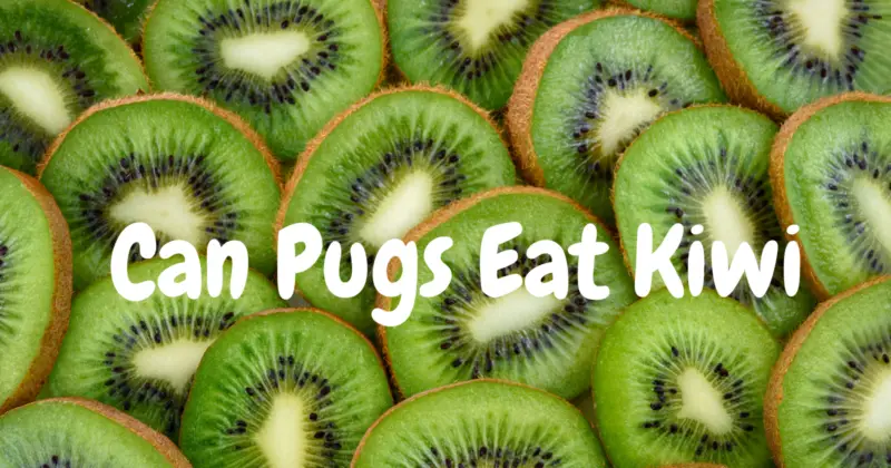 Can Pugs Eat Kiwi