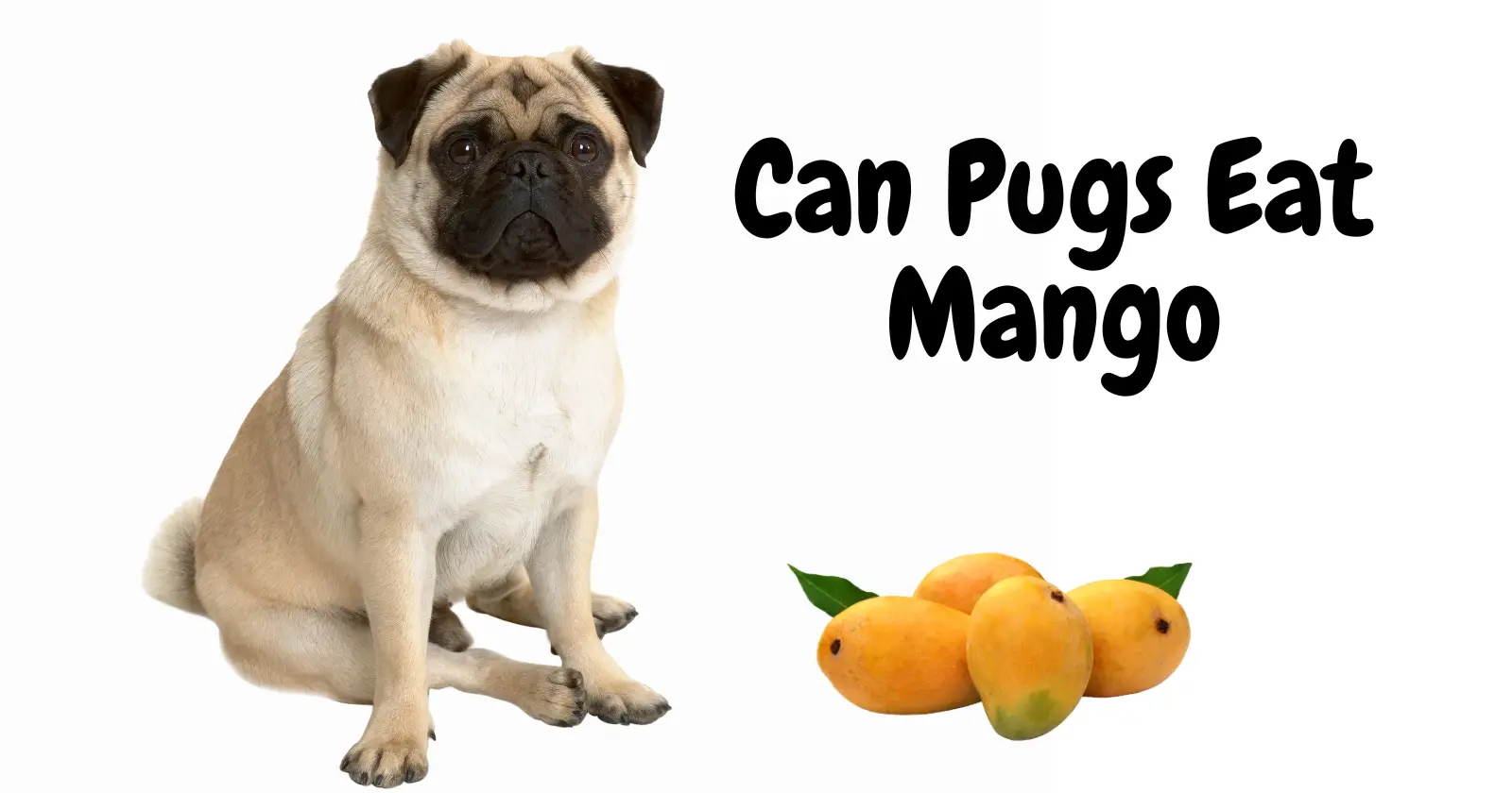 Can Pugs Eat Mango
