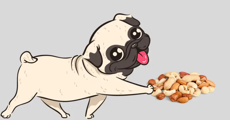 Can Pugs Eat Nuts