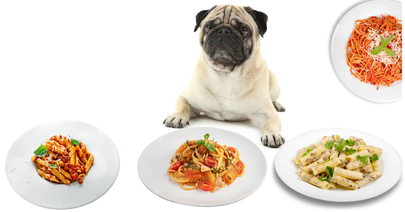 Can Pugs Eat Pasta: pastas with pugs