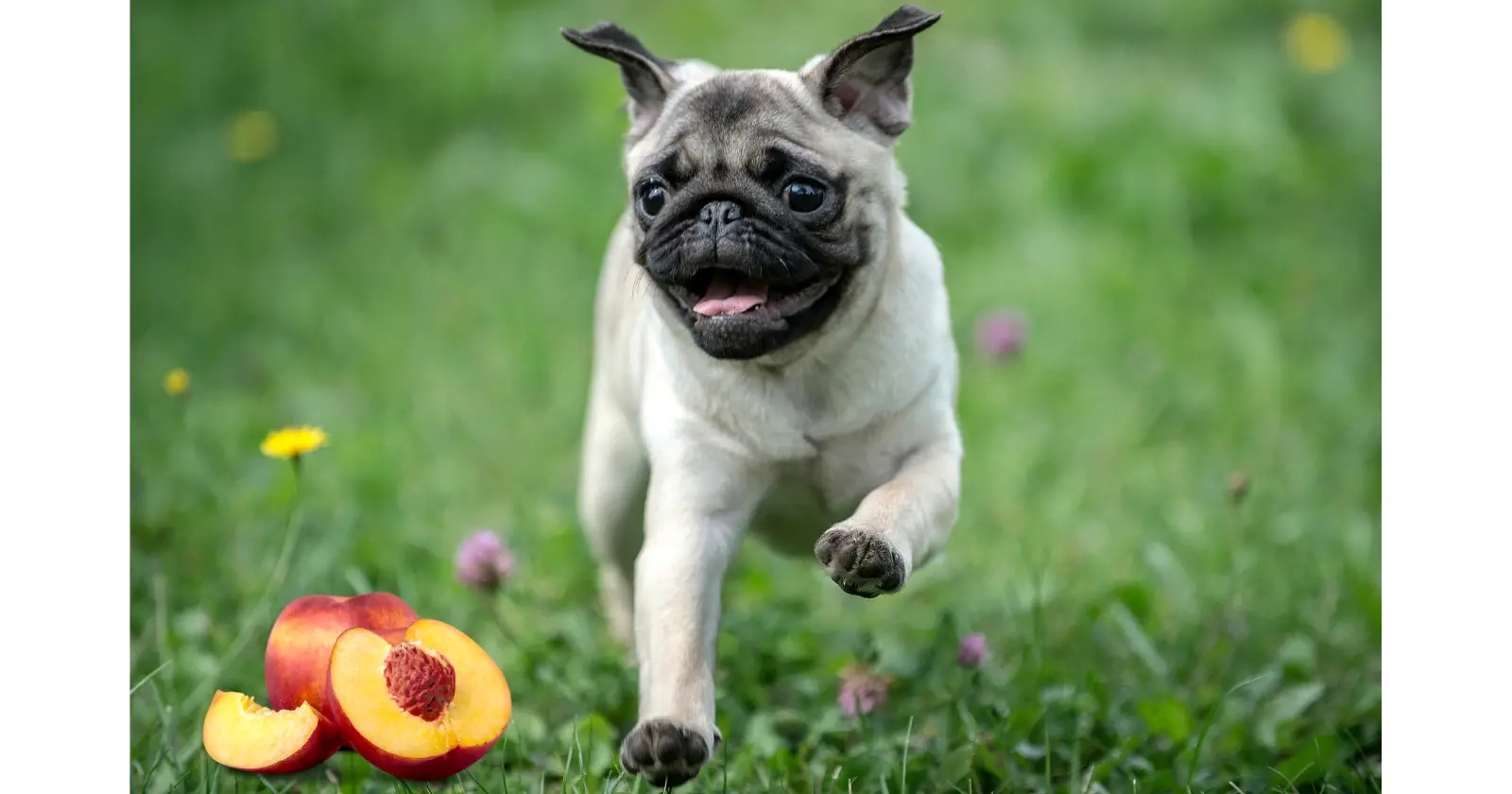Can Pugs Eat Peaches