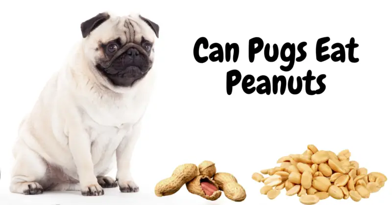 Can Pugs Eat Peanuts