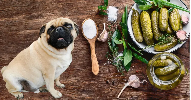 Can Pugs Eat Pickles: A Comprehensive Guide for Pet Owners
