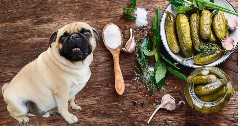 Can Pugs Eat Pickles