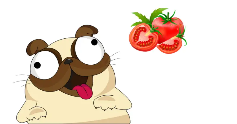 Can Pugs Eat Tomatoes
