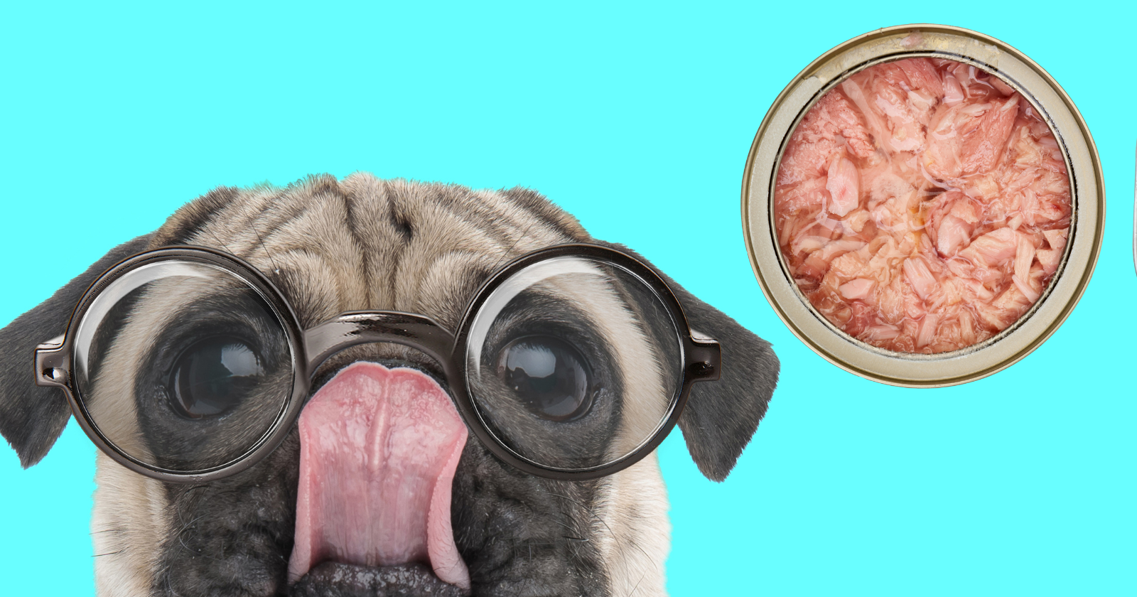 Can Pugs Eat Tuna