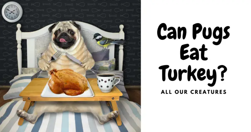 Can Pugs Eat Turkey