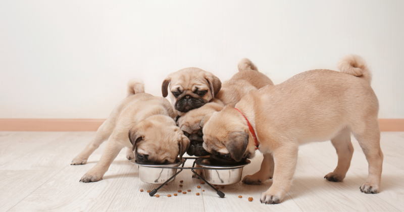 Can Pugs Eat Watermelon: pugs eating