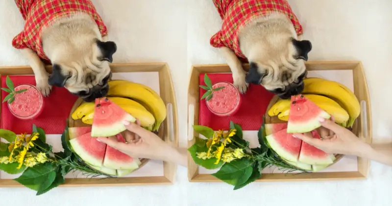 Can Pugs Eat Watermelon: pug eating watermelon