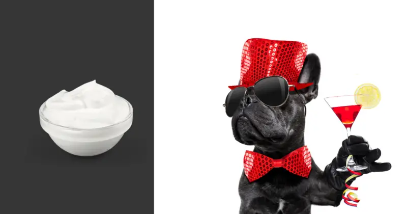 Can Pugs Eat Yogurt: pug watching yogurt holding drink