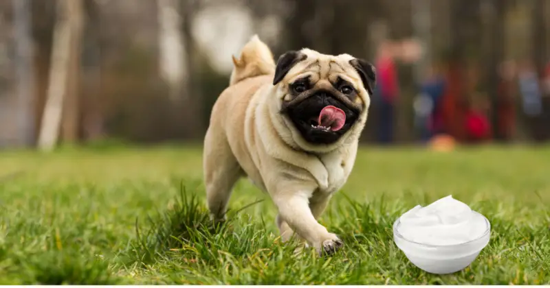 Can Pugs Eat Yogurt: pug walking