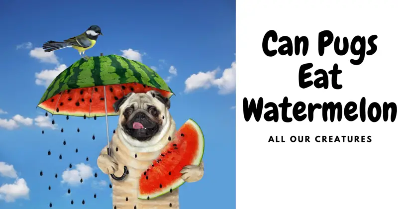Can Pugs Eat Watermelon: pug holding watermelon