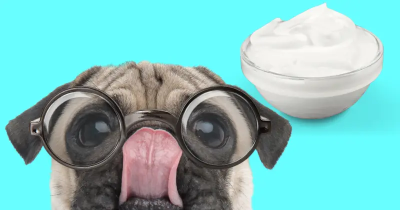 Can Pugs Eat Yogurt? pug and yogurt