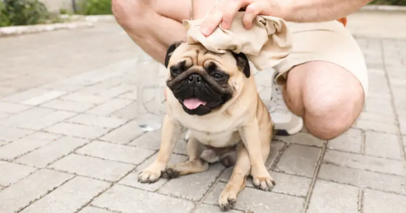 Health Consequences in Pugs