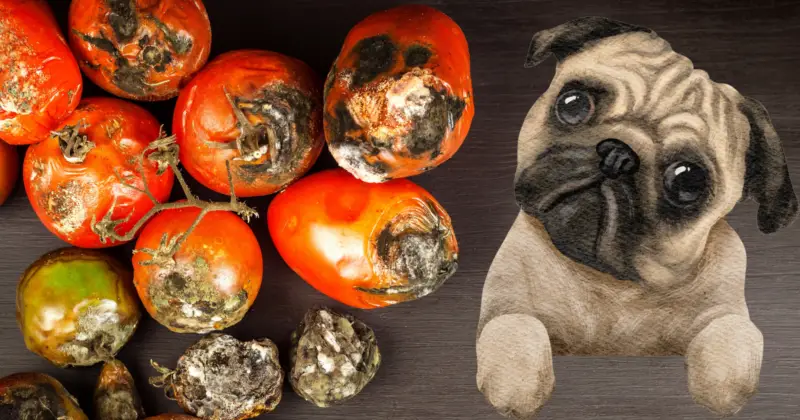 Can Pugs Eat Tomatoes: Tomato Poisoning