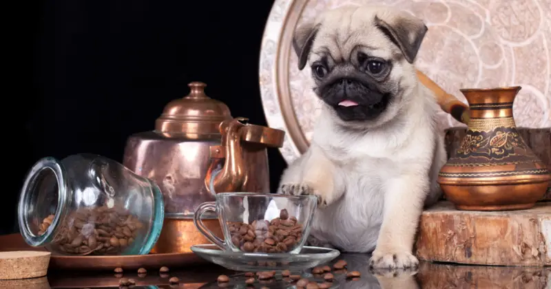 can pugs eat beans