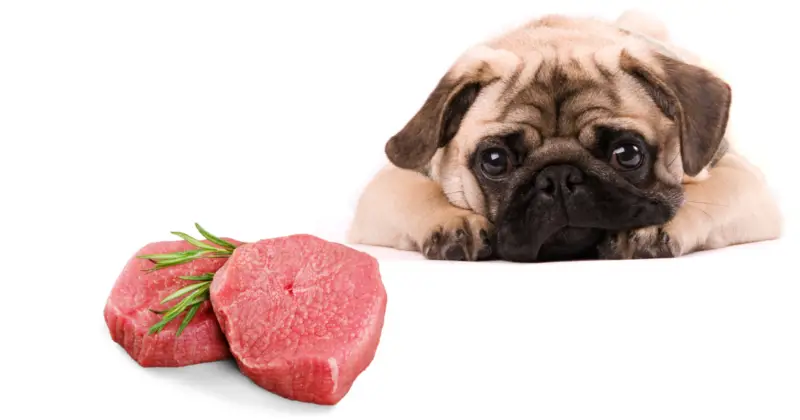 can pugs eat beef