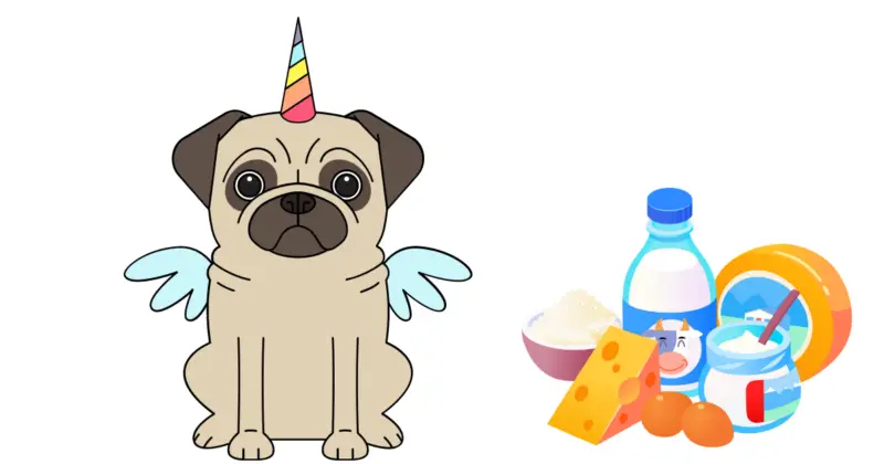 Dairy and Pugs: The Facts