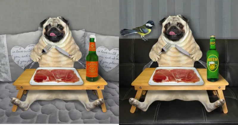 Can Pugs Eat Beef?