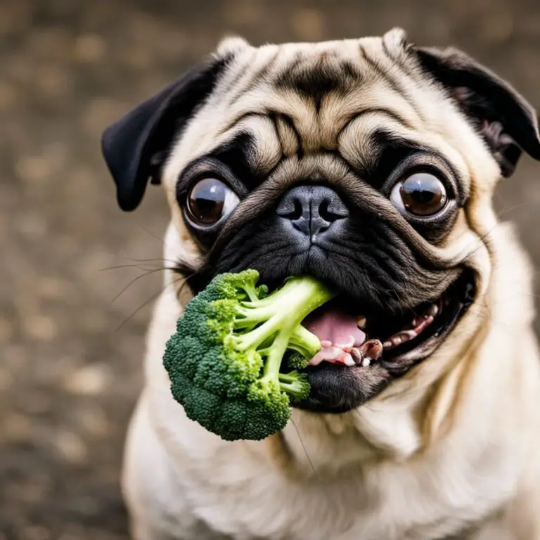 Can Pugs Eat Broccoli? A Clear Guide for Pet Owners