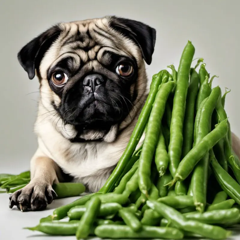 Can Pugs Eat Green Beans: Pugs and Green Beans