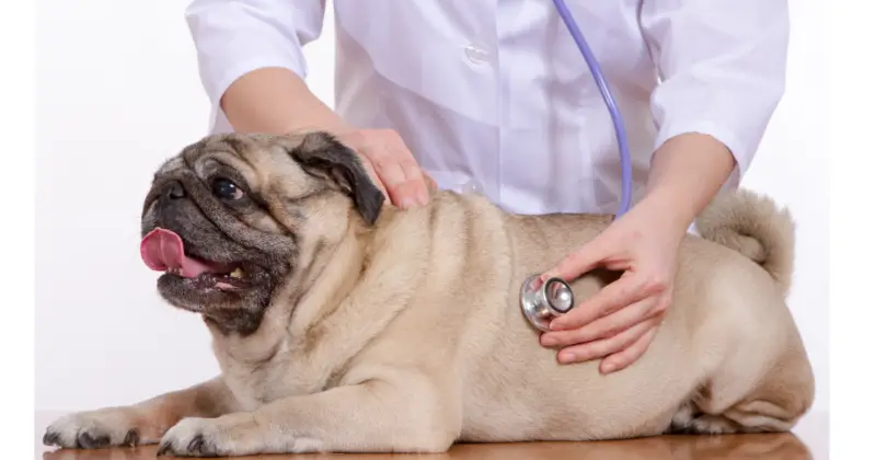 pug with vet