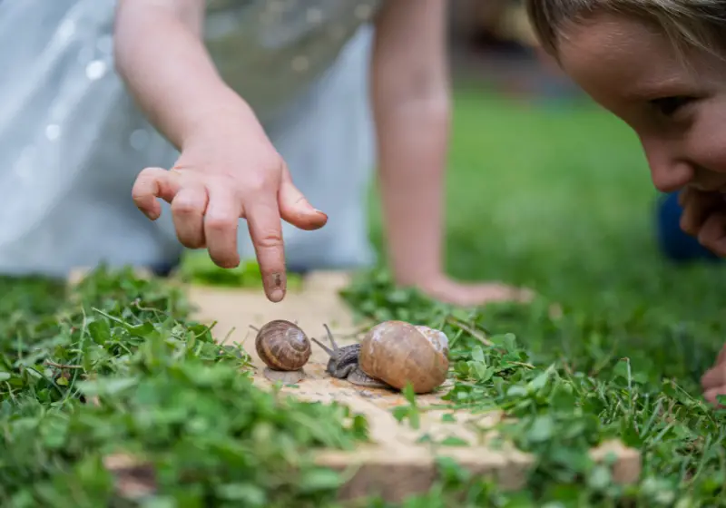 snails with humans: Are Snails Poisonous