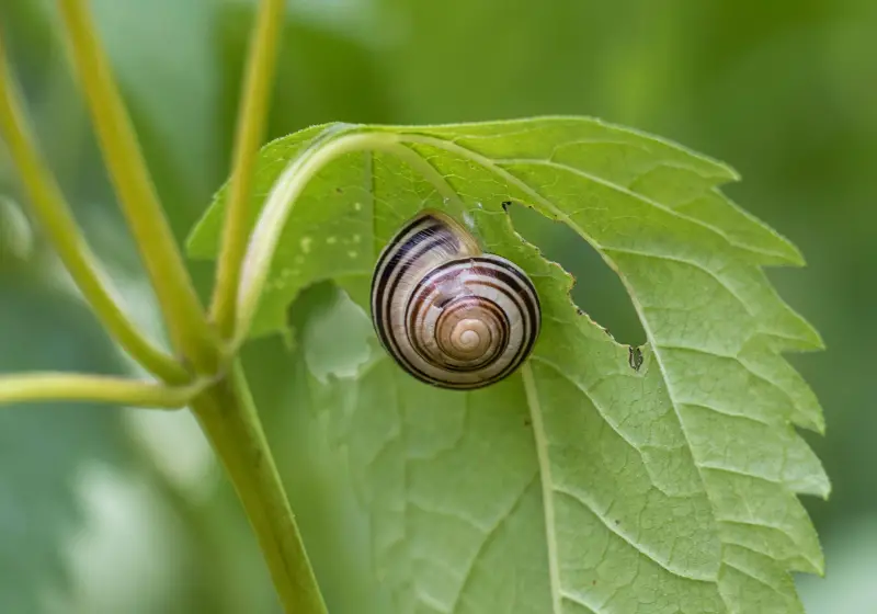 snail on leave: Are Snails Poisonous
