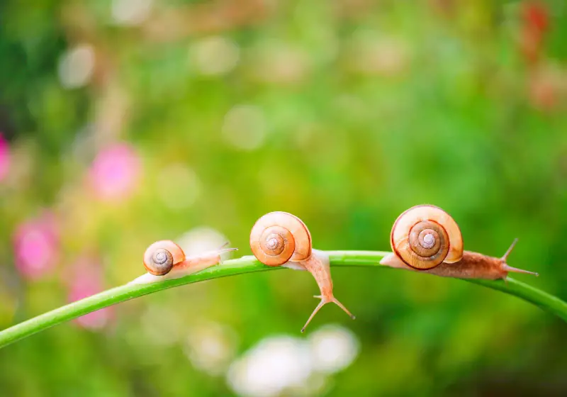 snails family: Are Snails Poisonous