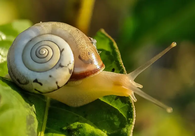 Can Snails Hear: snail