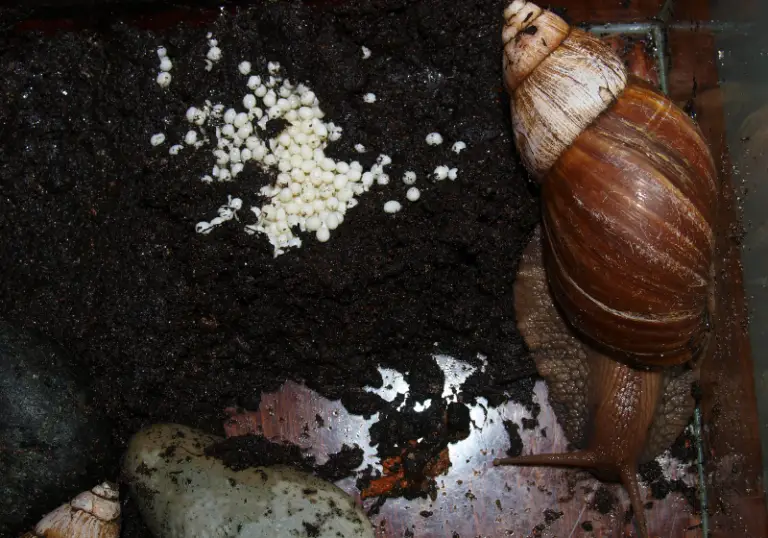 Breeding Nerite Snails All Our Creatures