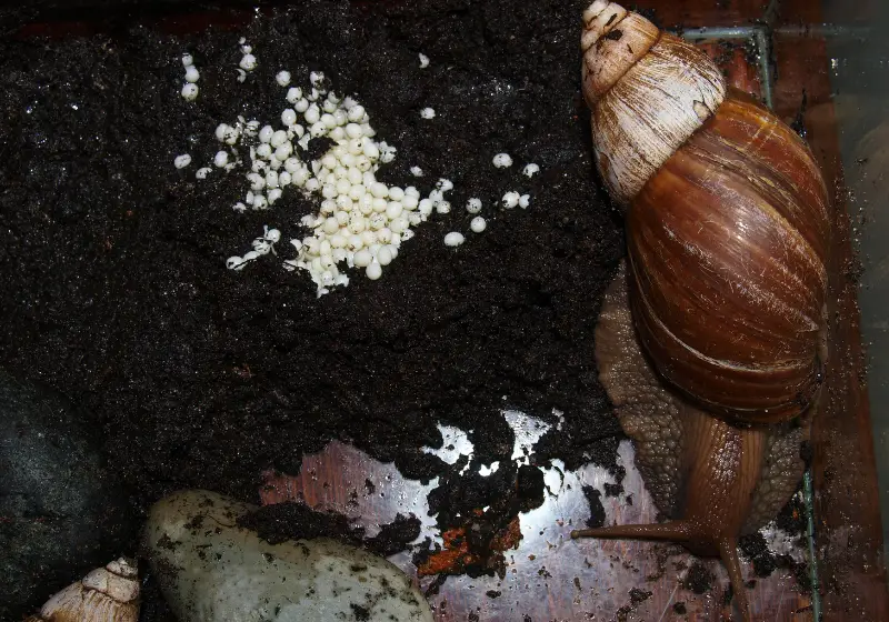 Breeding Nerite Snails: egg laying