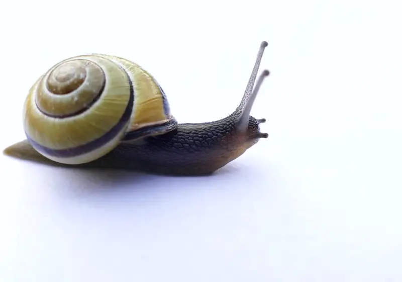 snail: Snails Eat Grass