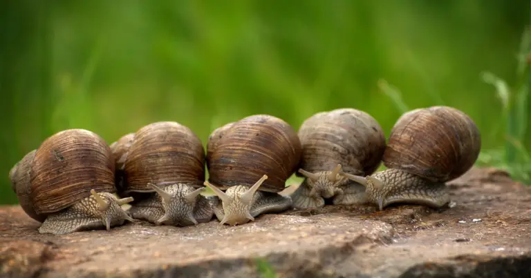 Calcium for Snails: Essential Guide to Shell Health