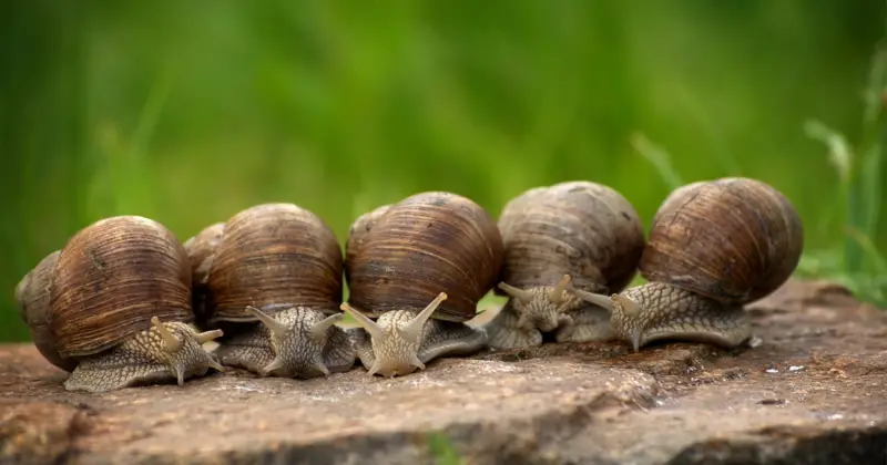 Snails: Snails Eat Grass