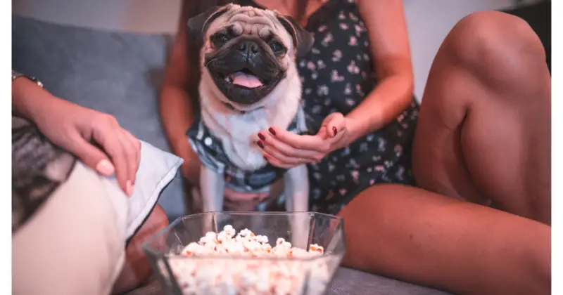 Can Pugs Eat Popcorn